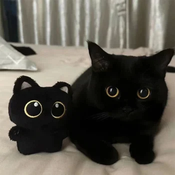 Black Cat Plush Doll – Cute 10cm Stuffed Toy